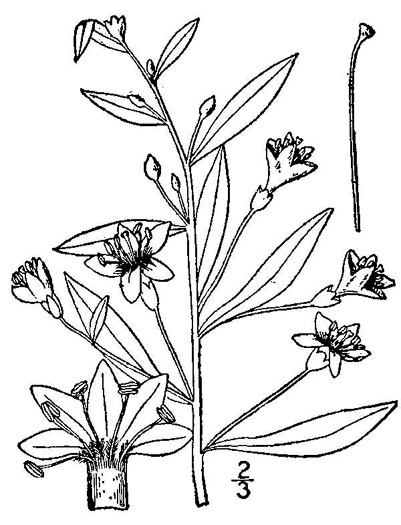 drawing of Lycium barbarum, Common Matrimony-vine, Wolfberry, Goji Berry