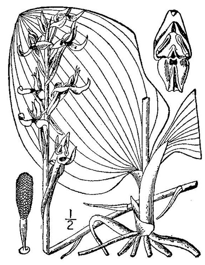image of Platanthera orbiculata, Large Round-leaved Orchid, Dinner-plate Orchid