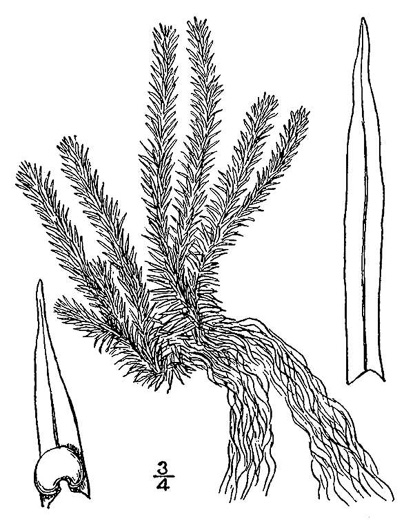 drawing of Huperzia porophila, Rock Clubmoss, Rock Firmoss