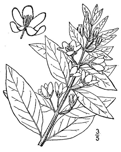 image of Lysimachia punctata, Spotted Loosestrife, Dotted Loosestrife, Large Loosestrife