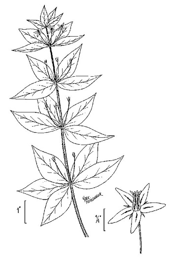 drawing of Lysimachia quadrifolia, Whorled Loosestrife