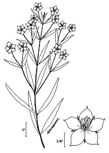 image of Steironema quadriflorum, Prairie Loosestrife, Four-flower Loosestrife, Smooth Loosestrife