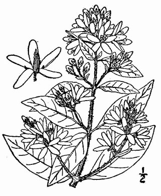 image of Lysimachia vulgaris, Garden Loosestrife