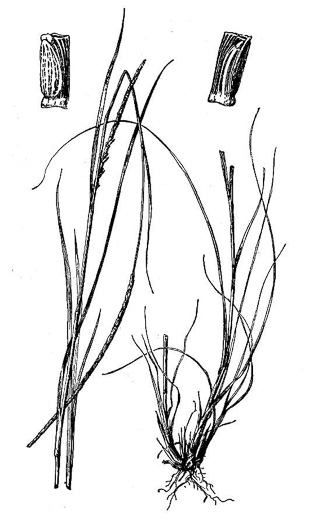 image of Mnesithea cylindrica, Carolina Jointgrass