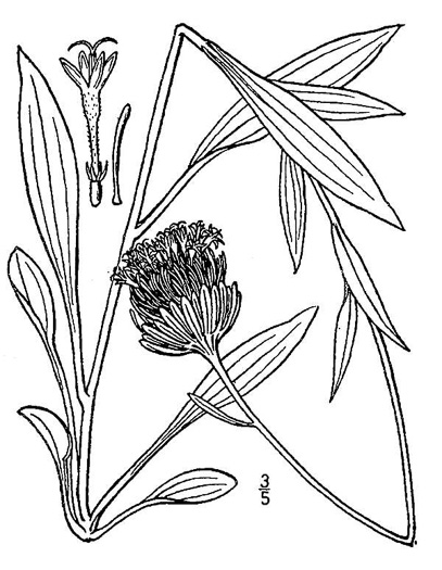 image of Marshallia grandiflora, Blue Ridge Barbara's-buttons, Large-flowered Barbara's-buttons, Monongahela Barbara's-buttons, Appalachian Barbara's-buttons