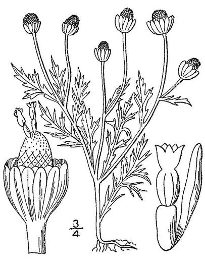 image of Matricaria discoidea, Pineapple-weed, Rayless Chamomile