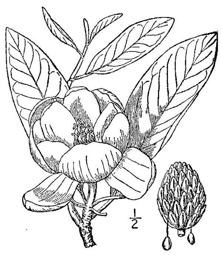 drawing of Magnolia virginiana +, Sweetbay, Sweetbay Magnolia, Swampbay