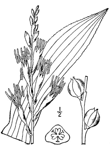 drawing of Agave virginica, Eastern Agave, Eastern False Aloe, Rattlesnake-master, American Aloe