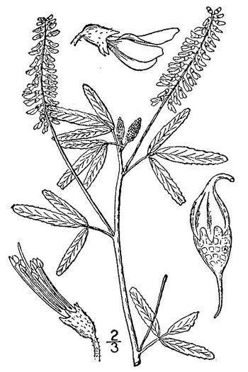image of Melilotus albus, White Sweetclover, White Melilot