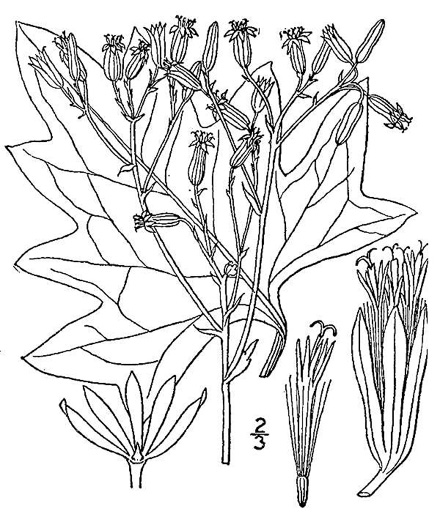 drawing of Arnoglossum atriplicifolium, Pale Indian-plantain