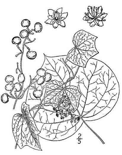 drawing of Menispermum canadense, Moonseed, Yellow Parilla