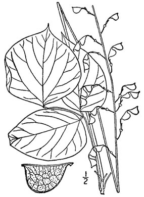 image of Hylodesmum glutinosum, Heartleaf Tick-trefoil, Clusterleaf Tick-trefoil, Pointedleaf Tick-Trefoil