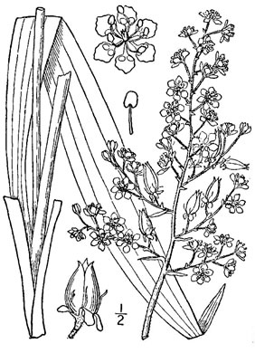 drawing of Melanthium hybridum, Crisped Bunchflower, Broadleaf Bunchflower, Slender Bunchflower