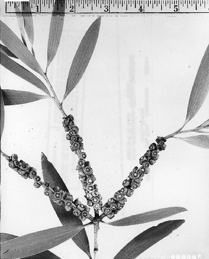 drawing of Melaleuca quinquenervia, Paperbark Tree, Melaleuca, Punktree, Cajeput Tree