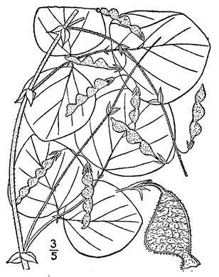 image of Desmodium rotundifolium, Roundleaf Tick-trefoil, Dollarleaf, Prostrate Tick-trefoil, Sessileleaf Tick-trefoil