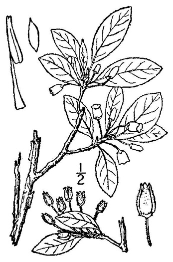 drawing of Rhododendron pilosum, Minniebush