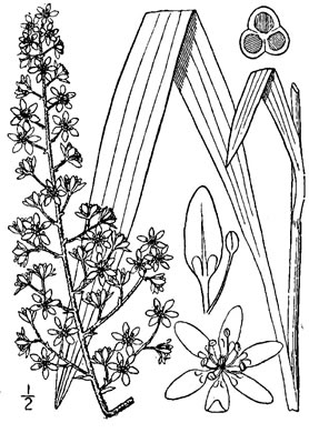 drawing of Melanthium virginicum, Virginia Bunchflower, Bog Bunchflower
