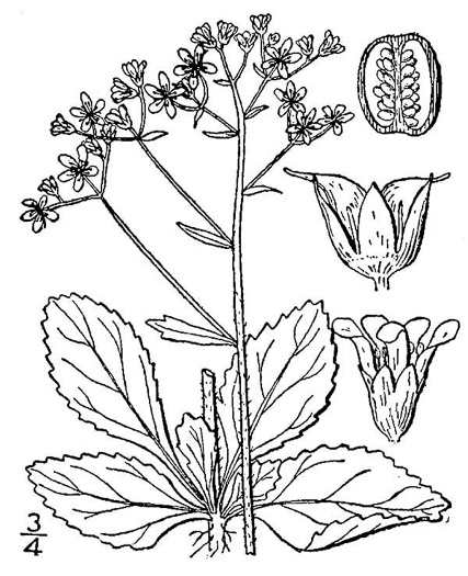 drawing of Micranthes virginiensis, Early Saxifrage