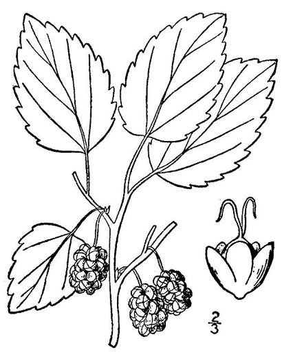 drawing of Morus alba, White Mulberry, Silkworm Mulberry, Russian Mulberry