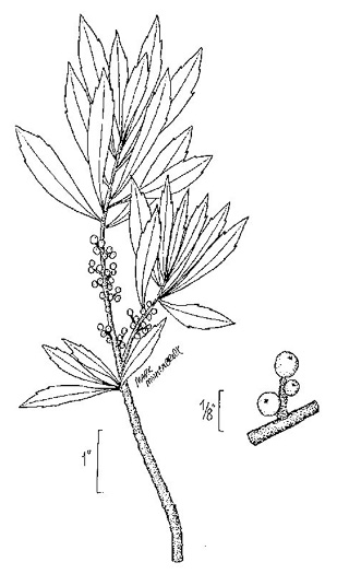 image of Morella cerifera, Common Wax-myrtle, Southern Bayberry