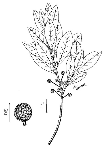 drawing of Morella inodora, Scentless Bayberry, Odorless Bayberry