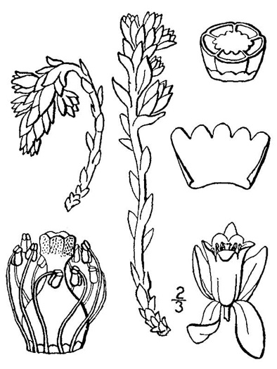 drawing of Monotropsis odorata, Appalachian Pygmy Pipes, Sweet Pinesap
