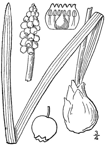 drawing of Muscari botryoides, Compact Grape-hyacinth