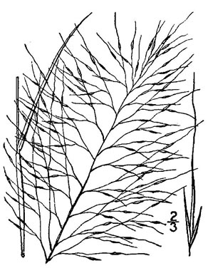 image of Muhlenbergia capillaris, Pink Muhlygrass, Upland Muhly, Hair-awn Muhly, Hairgrass