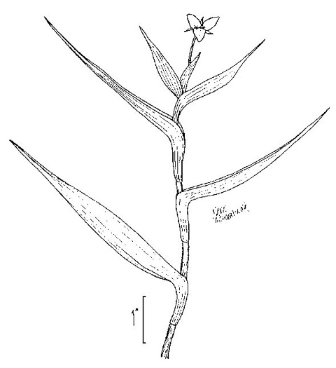 drawing of Murdannia keisak, Murdannia, Asian Spiderwort, Marsh Dewflower, Wart-removing Herb