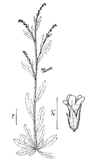 drawing of Myosotis macrosperma, Bigseed Forget-me-not, Scorpion-grass, Largeseed Forget-me-not