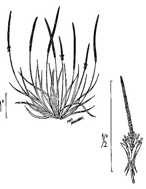 image of Myosurus minimus, Mousetail