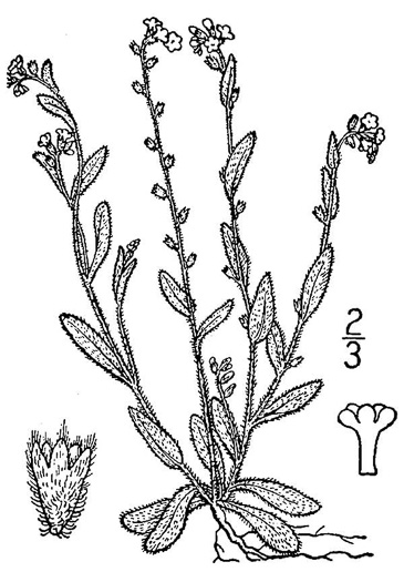 drawing of Myosotis stricta, Blue Scorpion-grass