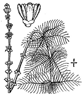 drawing of Myriophyllum spicatum, Eurasian Water-milfoil