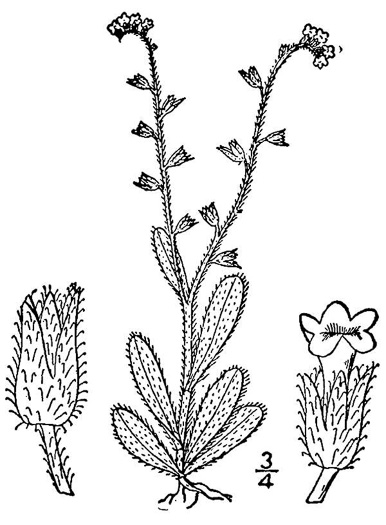 drawing of Myosotis verna, Spring Forget-me-not, Early Forget-me-not, Early Scorpion-grass