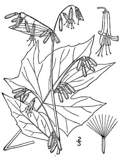 Nabalus altissimus, Tall Rattlesnake-root, Tall White Lettuce