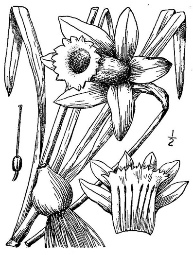 drawing of Narcissus pseudonarcissus, Common Daffodil