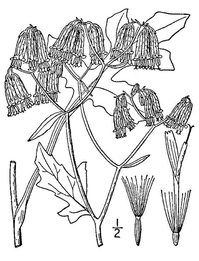 image of Nabalus serpentaria, Lion's-foot Rattlesnake-root, Gall-of-the-Earth
