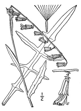 drawing of Nabalus autumnalis, Slender Rattlesnake-root, One-sided Rattlesnake-root