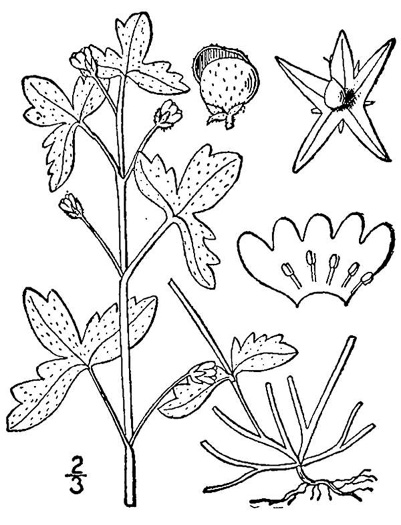 drawing of Nemophila aphylla, Baby Blue Eyes, Small-flower Baby-blue-eyes, White Nemophila, Eastern Baby-blue-eyes