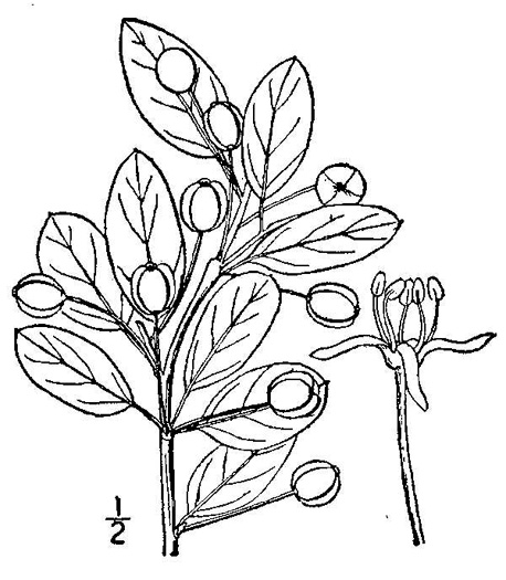 drawing of Ilex mucronata, Catberry, Nemopanthus