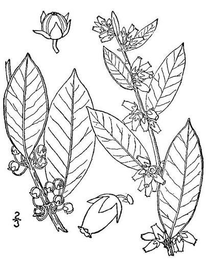drawing of Lyonia lucida, Shining Fetterbush, Lyonia, Hemleaf