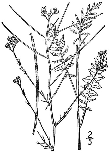 drawing of Sisymbrium altissimum, Tumble Mustard, Jim Hill Mustard