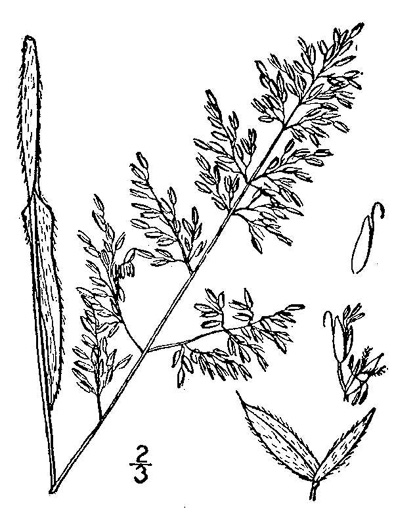 image of Holcus lanatus, Velvet-grass, Soft Grass