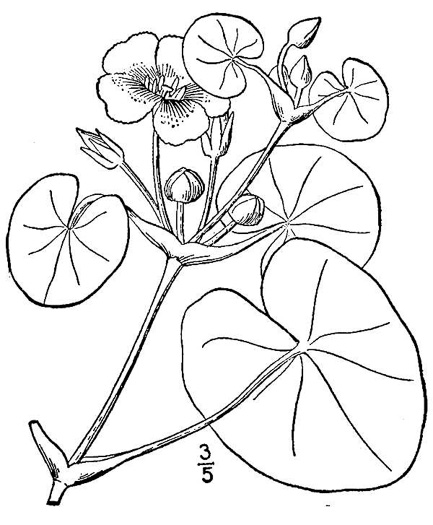 drawing of Nymphoides peltata, Yellow Floating Heart