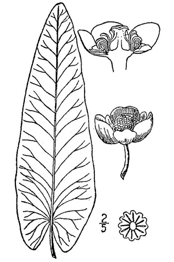 image of Nuphar sagittifolia, Narrowleaf Pondlily, Cow-lily, Spatterdock, Bonnets