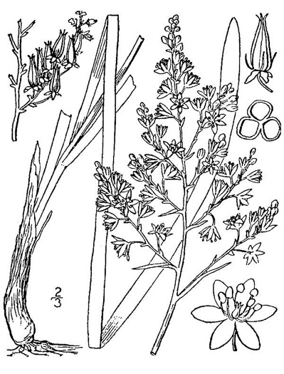drawing of Stenanthium leimanthoides, Pinebarrens Death-camas