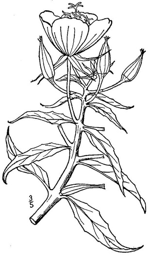 drawing of Oenothera argillicola, Shale-barren Evening Primrose, Shale Evening Primrose