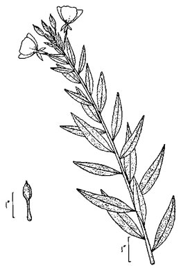 image of Oenothera nutans, Nodding Evening-primrose
