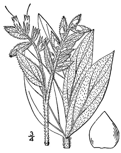drawing of Lithospermum occidentale, Western Marbleseed
