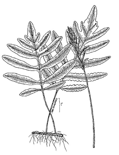 image of Onoclea sensibilis, Sensitive Fern, Bead Fern